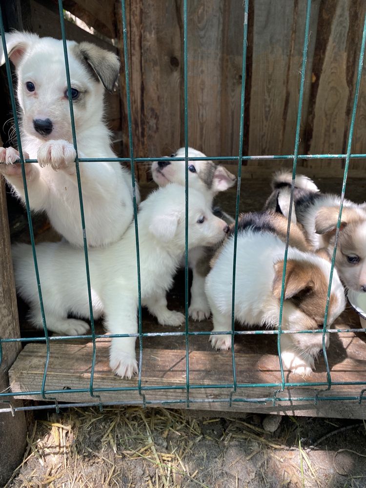 Віддам цуцинят в добрі руки