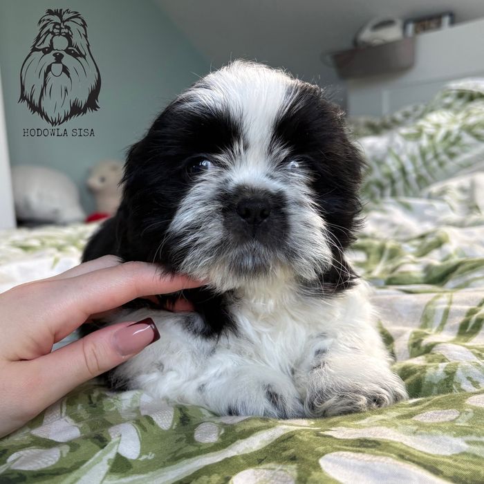 Shih Tzu piesek gen czekoladowy i niebieski