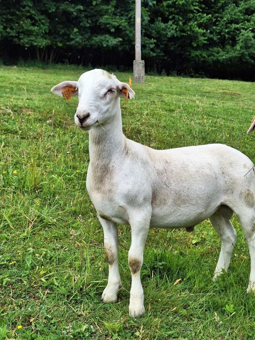 Nolan Owce jagnięta. nolana nolan