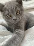 Kot Brytyjski Scottish Fold