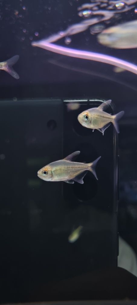Błyszczyk brylantowy (tetra diamentowa)