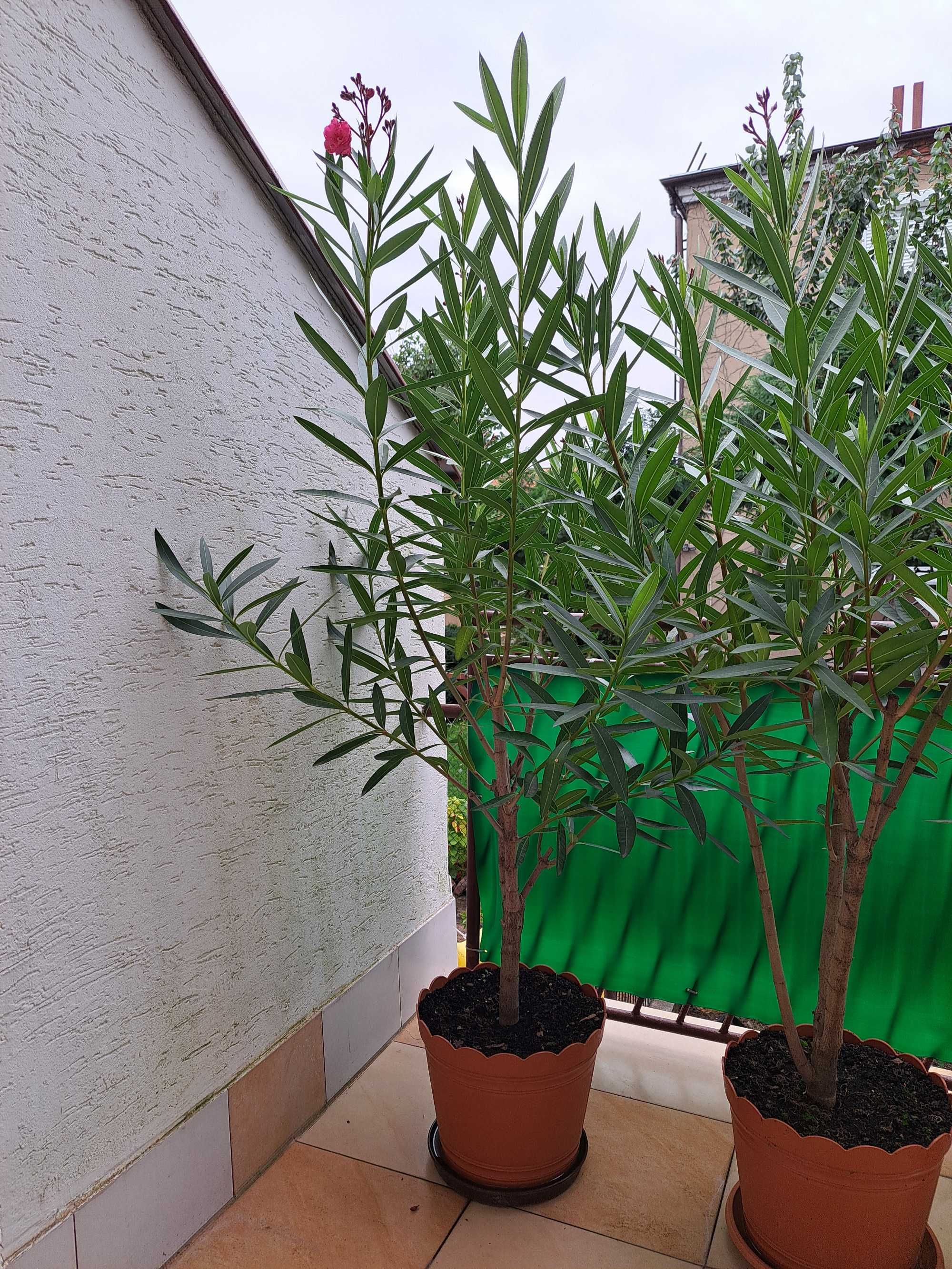 oleander posolity