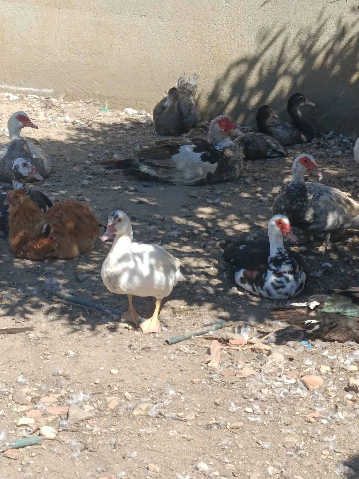 Patos machos e fêmeas adultas