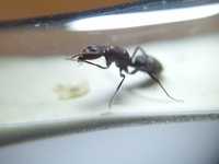 Camponotus leydigi | Кампонотус леидиги | муравьи | формикарий | ТОРГ