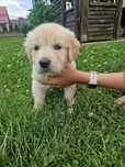 Szczeniak Golden Retriever