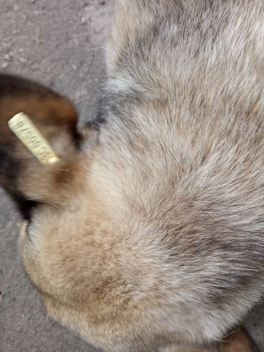 Собачка собака стерилізована шукає господаря Допомога на харчування!