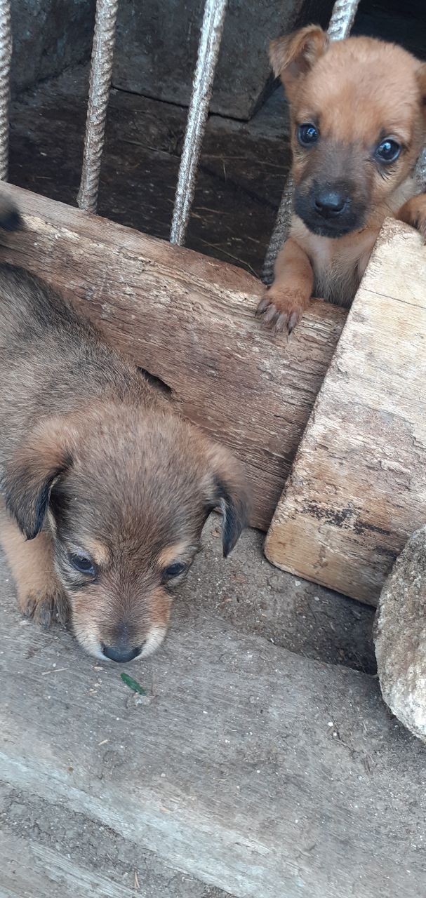 Віддам безкоштовно суку ягда
