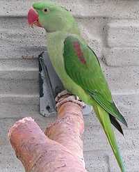 Papuga Aleksandra Wielka