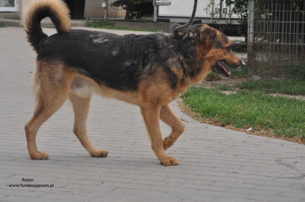 Robin- nasz seniorek szuka domku
