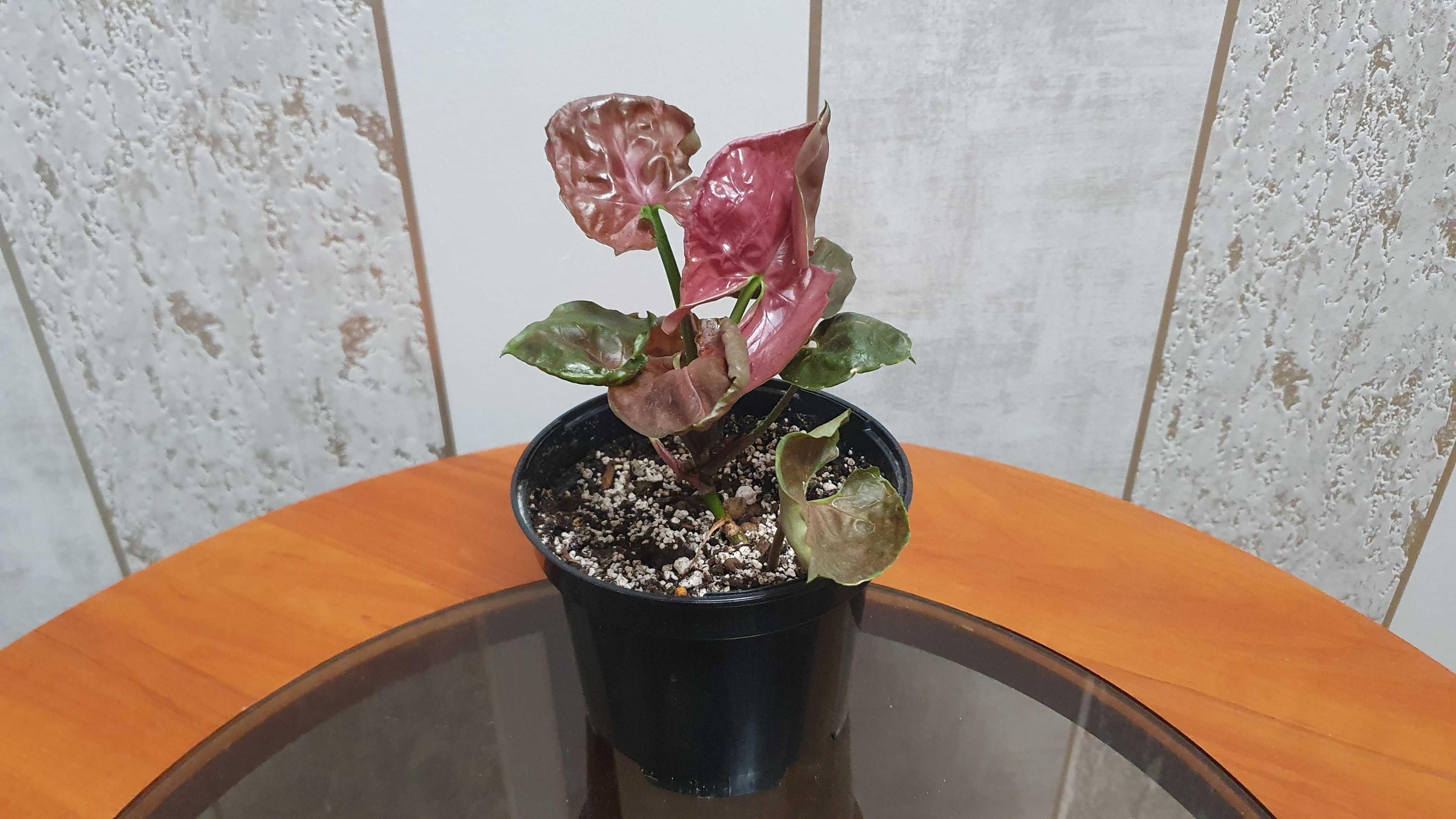 Syngonium 'Strawberry Ice'