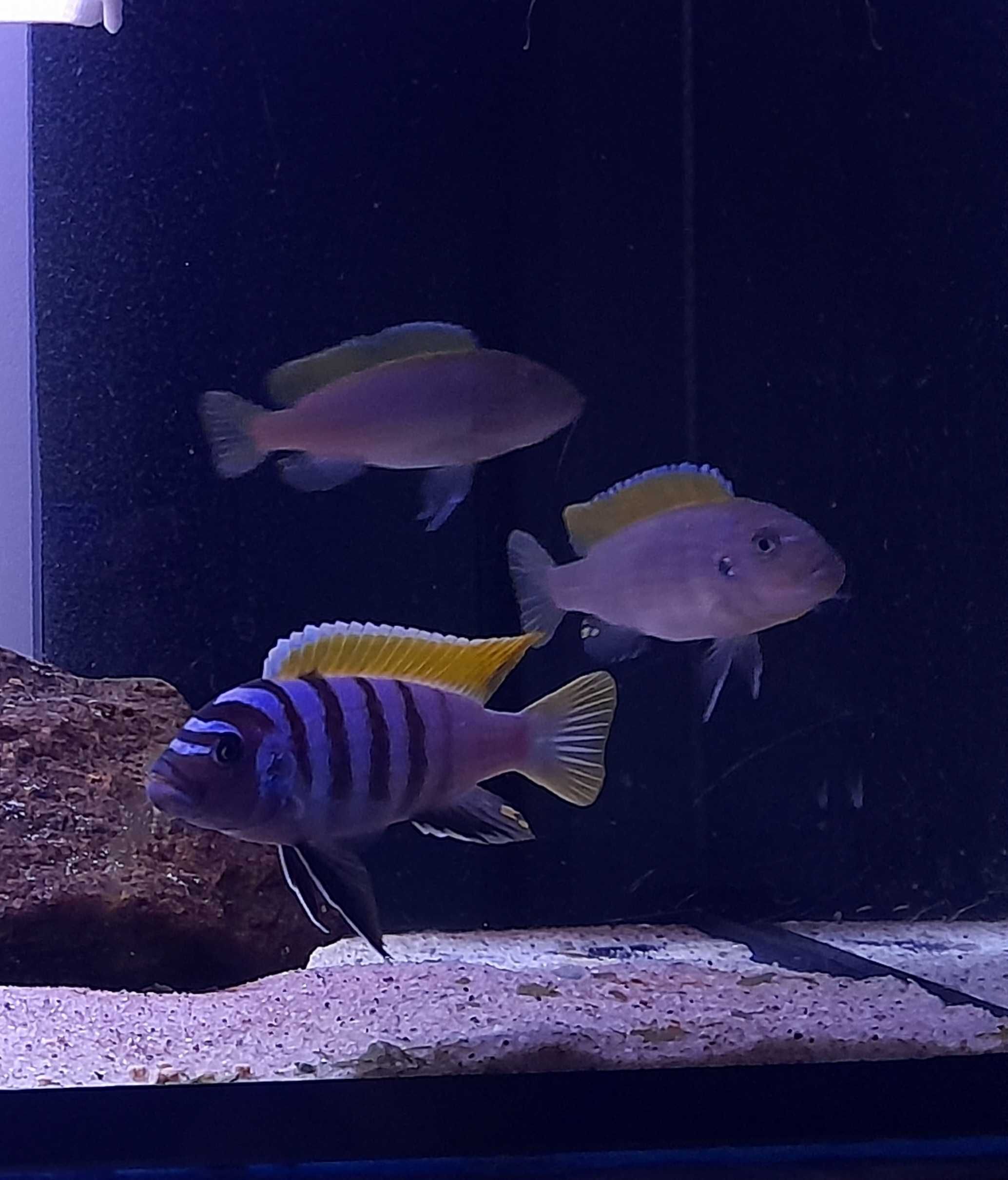 Pyszczaki Cynotilapia Zebroides Jalo Reef