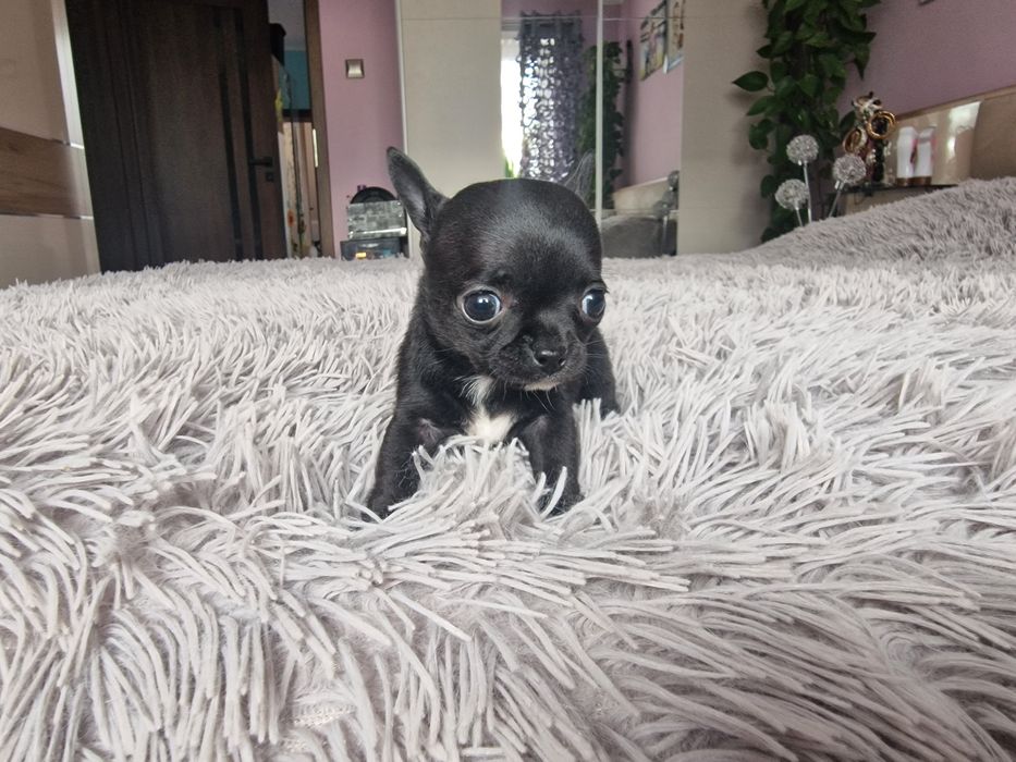 Chihuahua Krótkowłosa. Sunia, meega maleńka dla miłośników tej rasy.