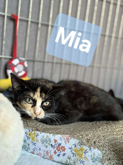 Przepiękne kotki do adopcji, kot, kotka