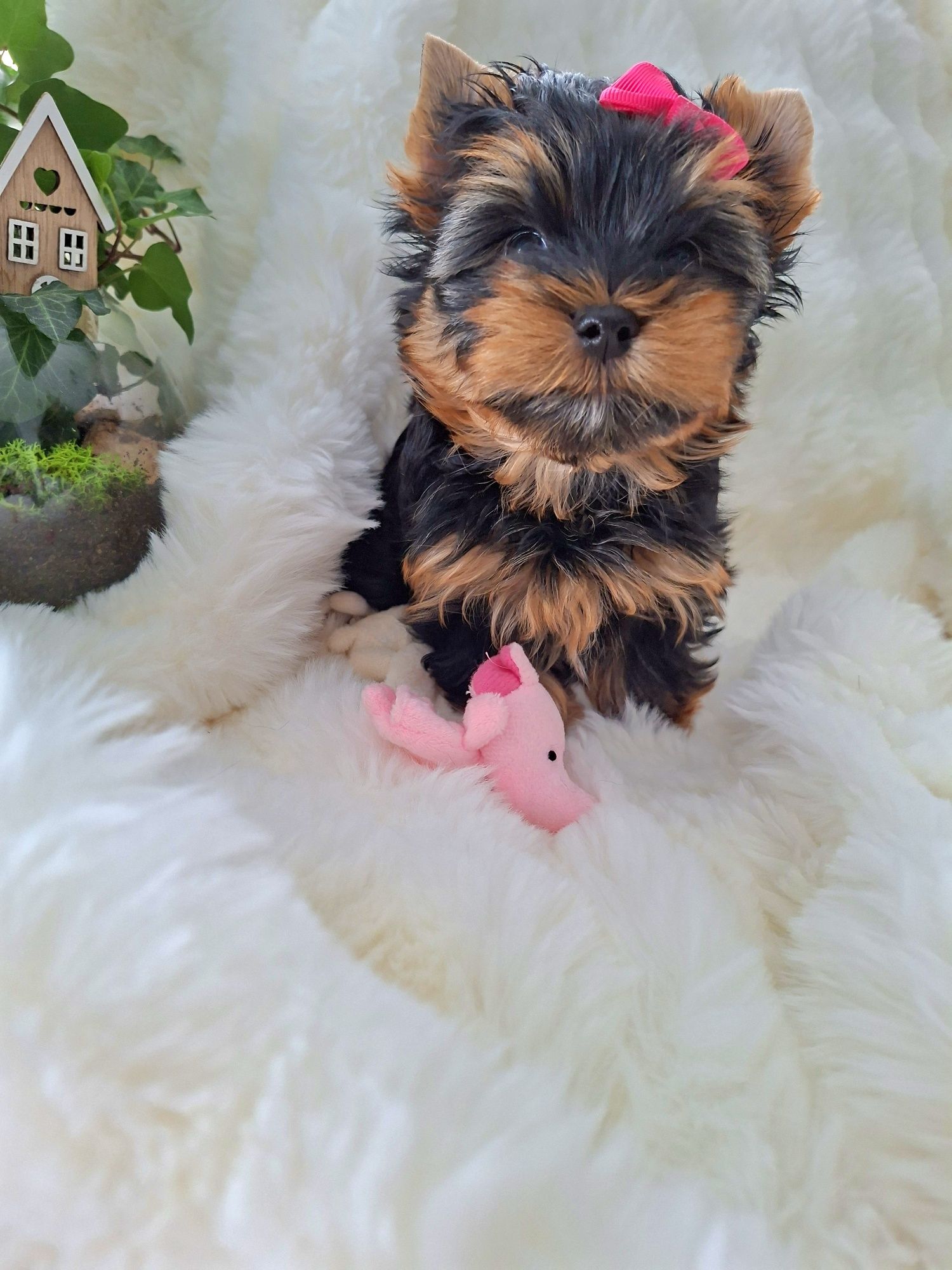 Doskonała laleczka Mia, sunia Yorkshire terrier