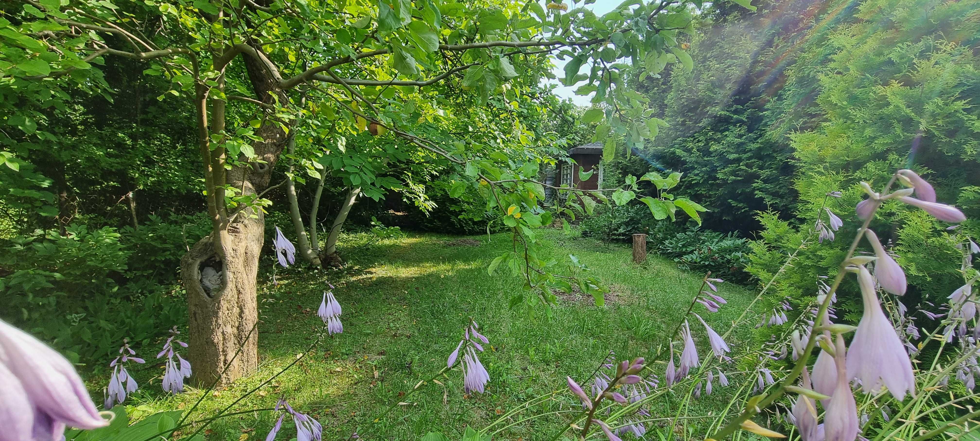 Sprzedam działkę 300m2 z altaną i licznymi nasadzeniami ROD Sasanka