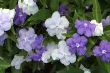 Romeu e Julieta - Brunfelsia Uniflora (sementes)