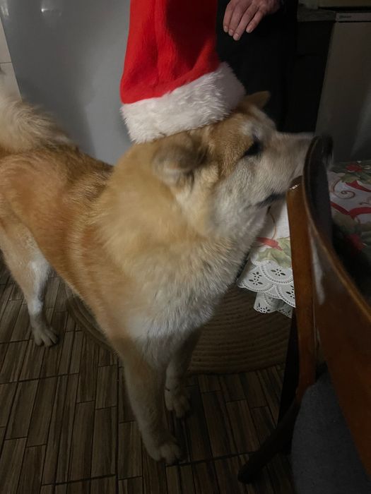 Акіта Іну, вязка