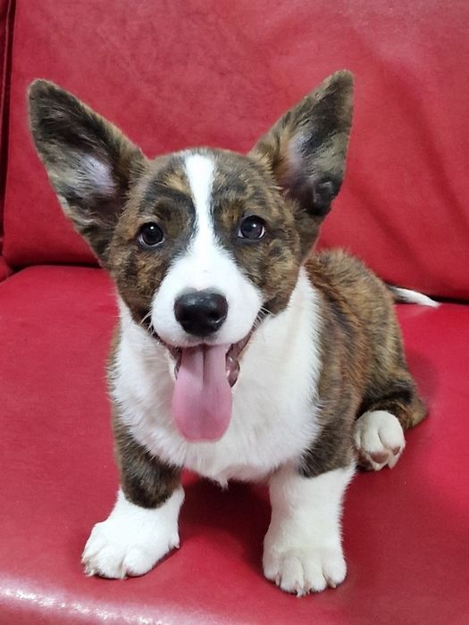 Welsh Corgi cardigan de excelência