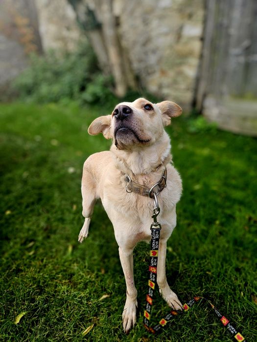 Brego z charakterem labradora szuka domu!