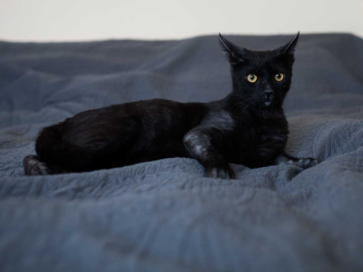Król do adopcji :)