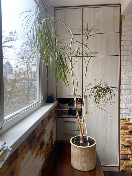Растение драцена, Пальма Dracaena - 2 шт.