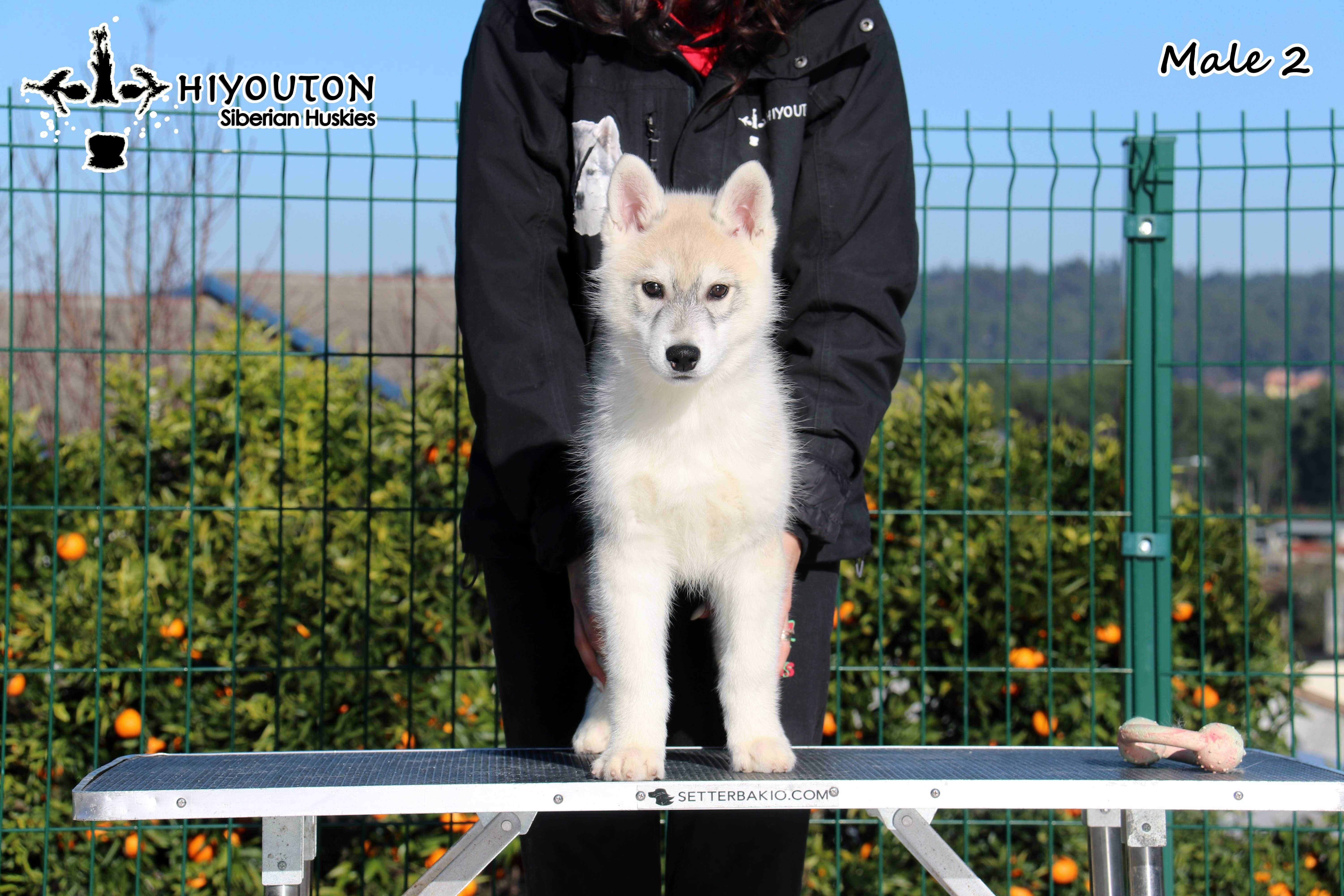 Husky Siberiano Macho