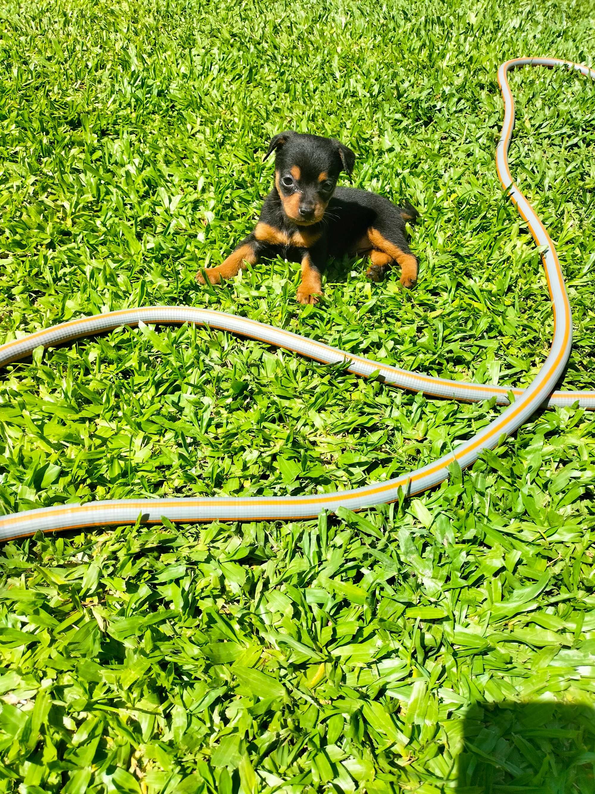 Pinscher mini fêmea linda