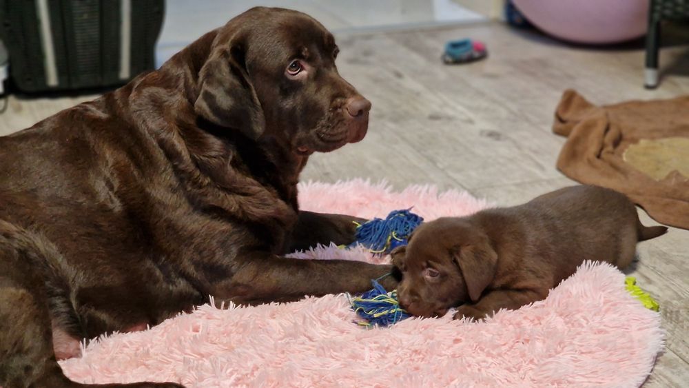 Labrador retriever szczeniaki z rodowodem