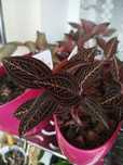 Jewel orchid Ludisia Odina Дорогоцінна орхидея Лудізія Одіна