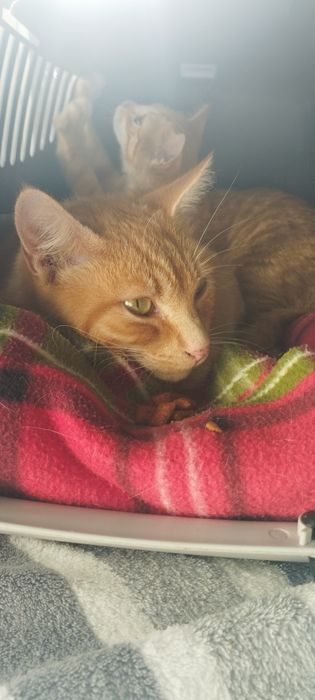 Gato para Adoção – Santa Maria da Feira
