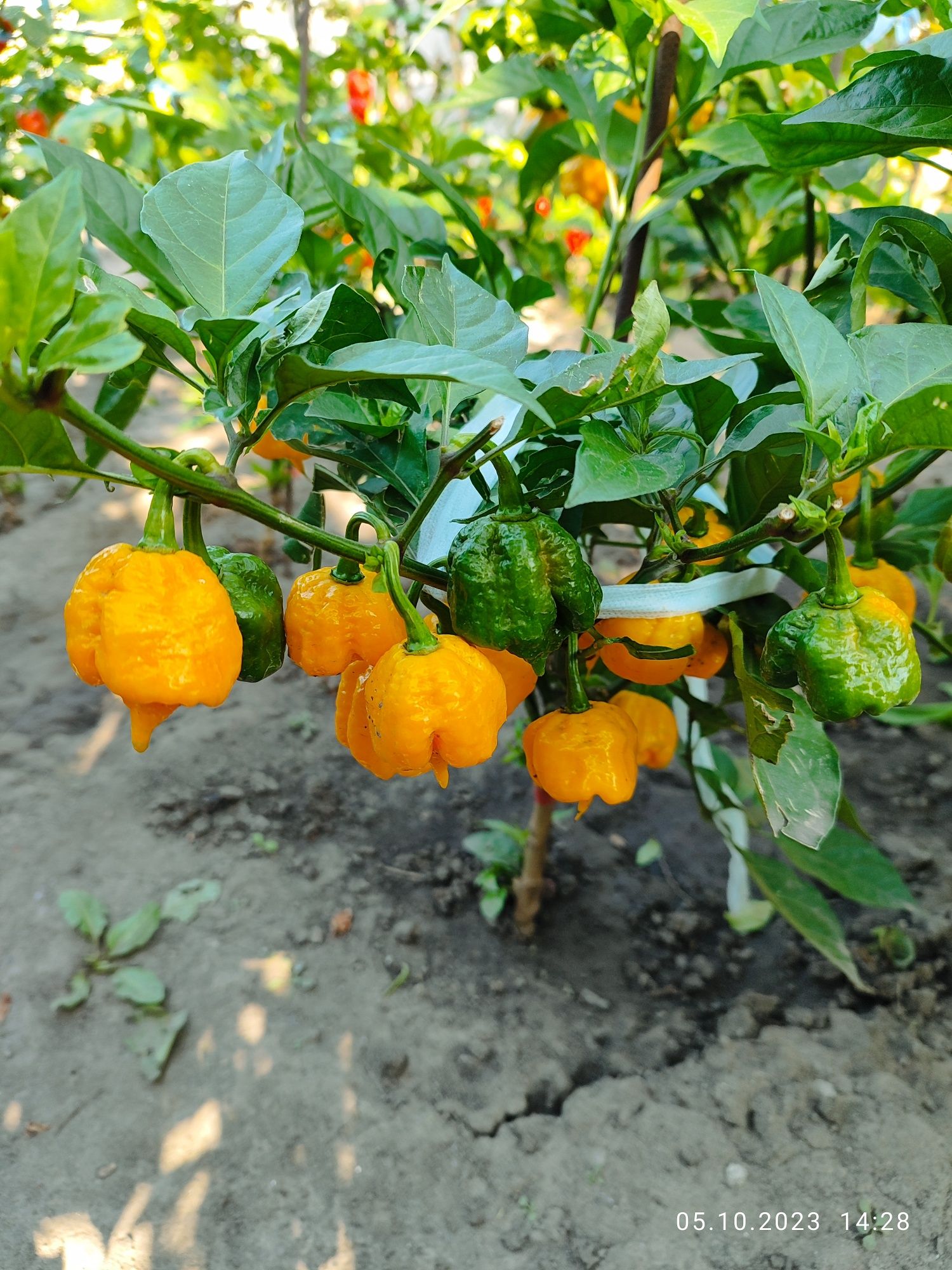 Насіння супергострих перців Carolina Reaper.