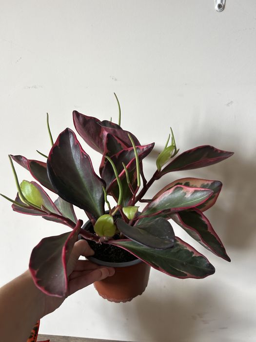 Фікус лірата драцена заміокулькас равен зензі сингоніум маранта