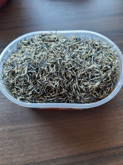 Nasiona,turki,aksamitki,nasiona kwiatów,nasiona aksamitki