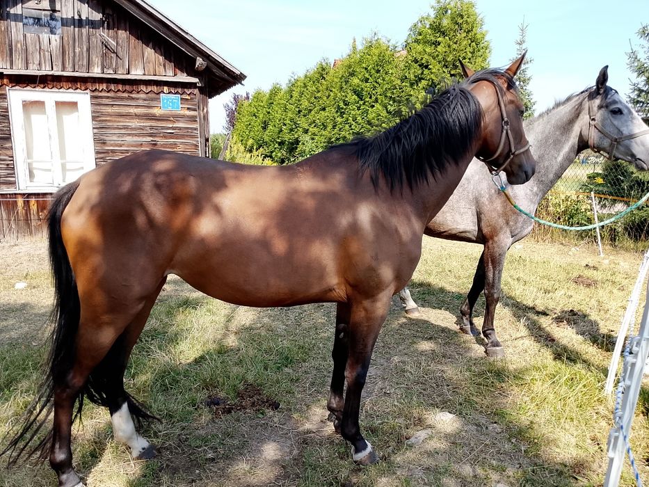 Sprzedam klacz SP