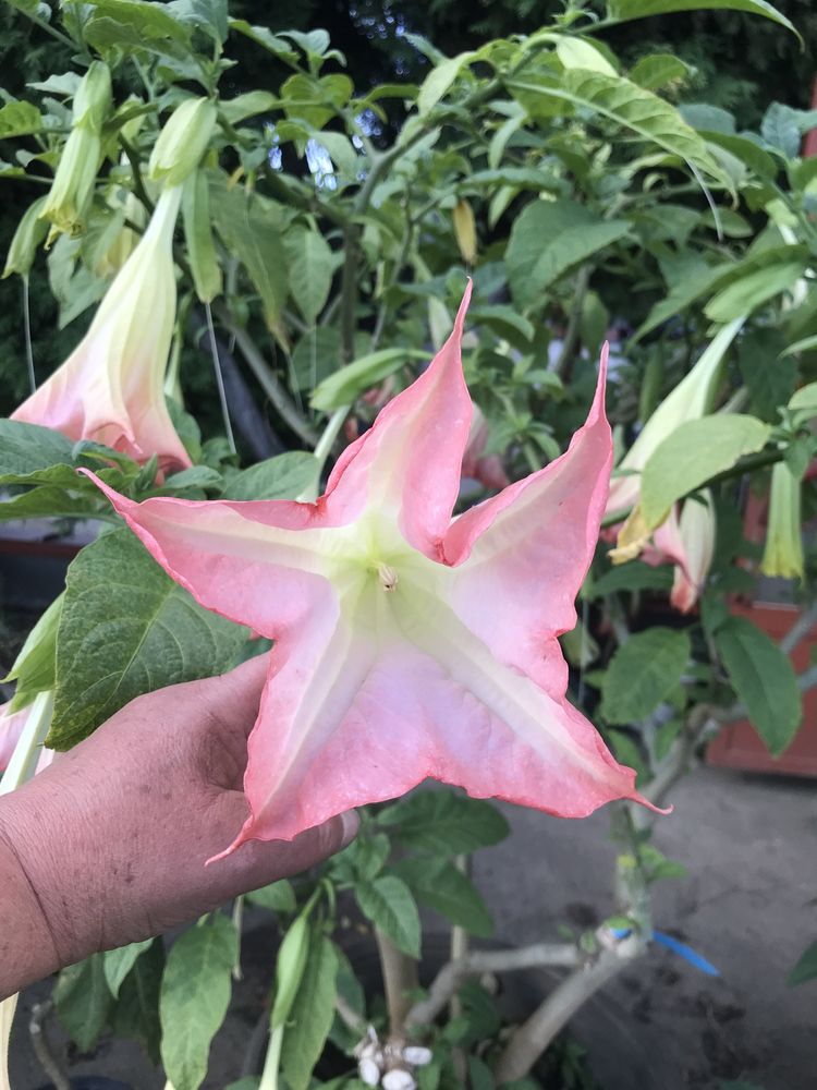 Datura - brukmansja nasiona mix szt 50