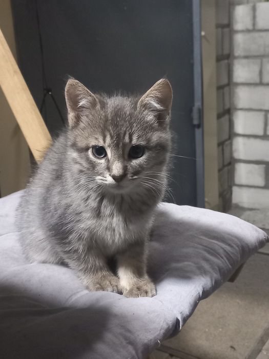 Кошенята в добрі руки.