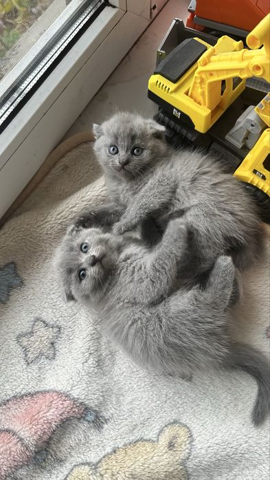 Шотландські висловухі кошенята .по місту