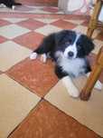 Border collie z metryka Fci
