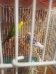 Vendo casal de periquitos+ninho