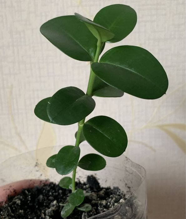 Каріса або кімнатна слива, сіянці