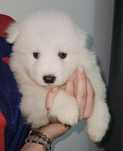 Piesek rasy samoyed