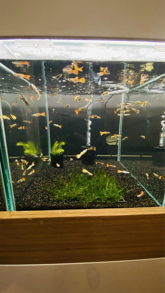 Vendo Guppys e camaroes, criaçao propria