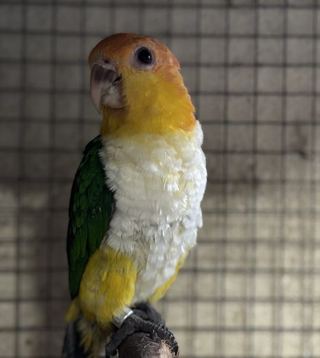 Marianinha cabeça canela