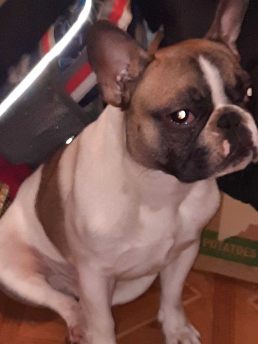 Французький бульдог