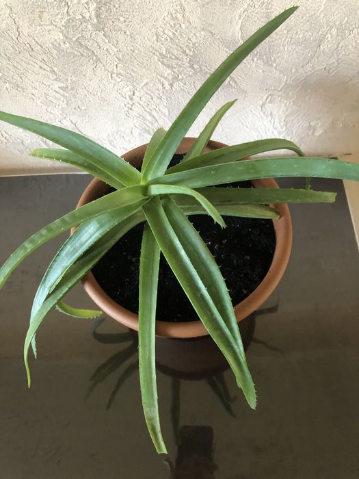 Алоє - кімнатна рослина.