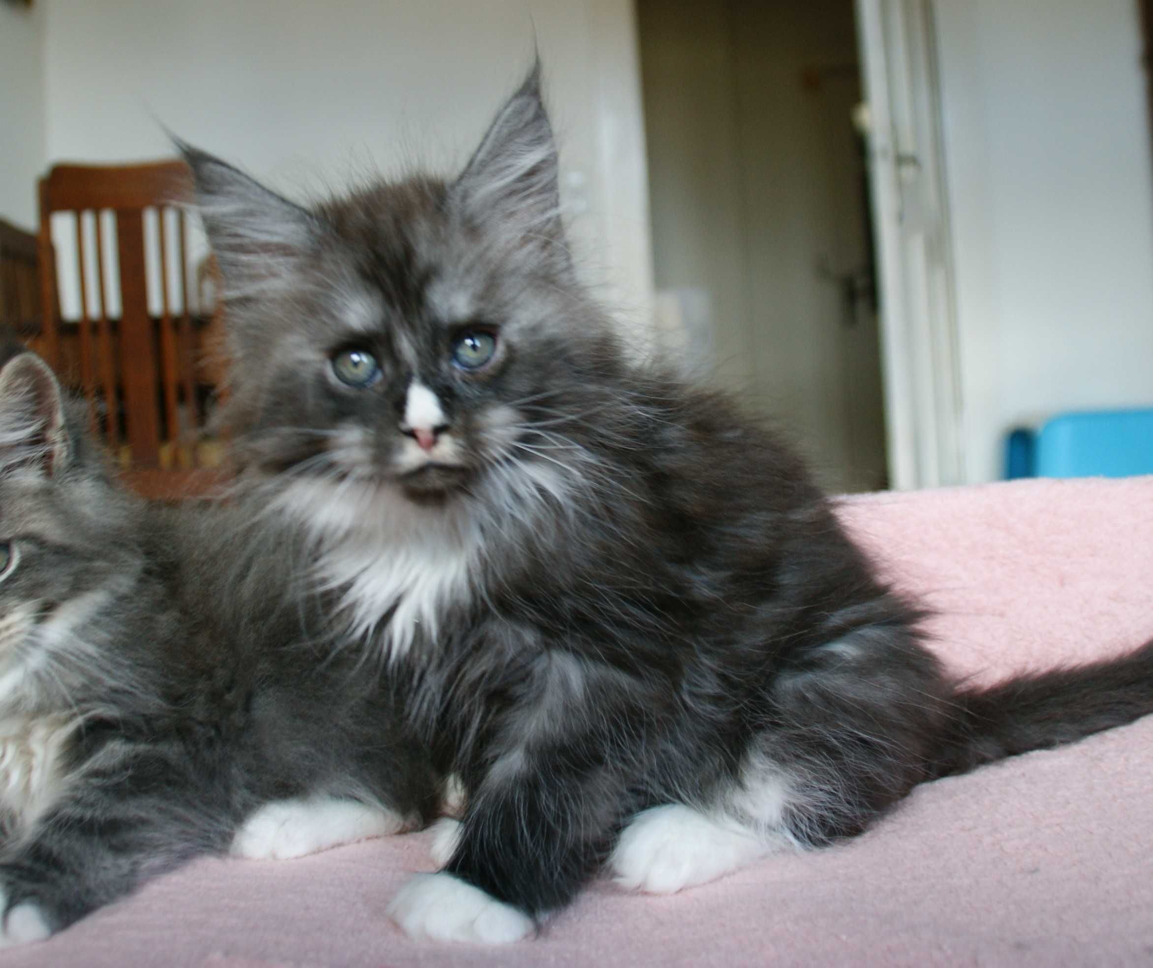 Maine Coon - kocurek Bydgoszcz