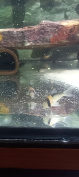 Sprzedam kirysy adolfa