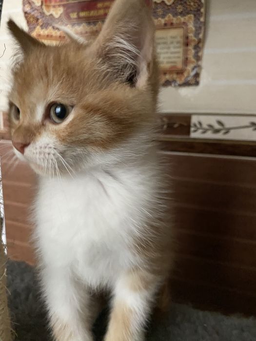 Трехмесячный котенок, умница