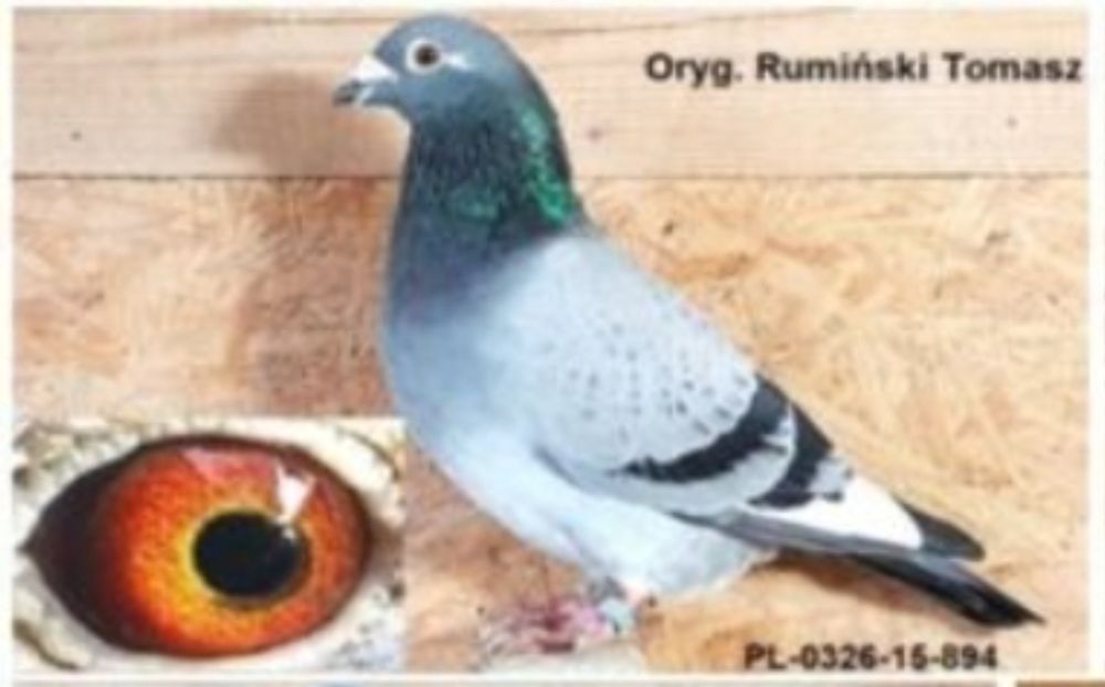 Gołąb pocztowy samiec Tomasz Rumuński