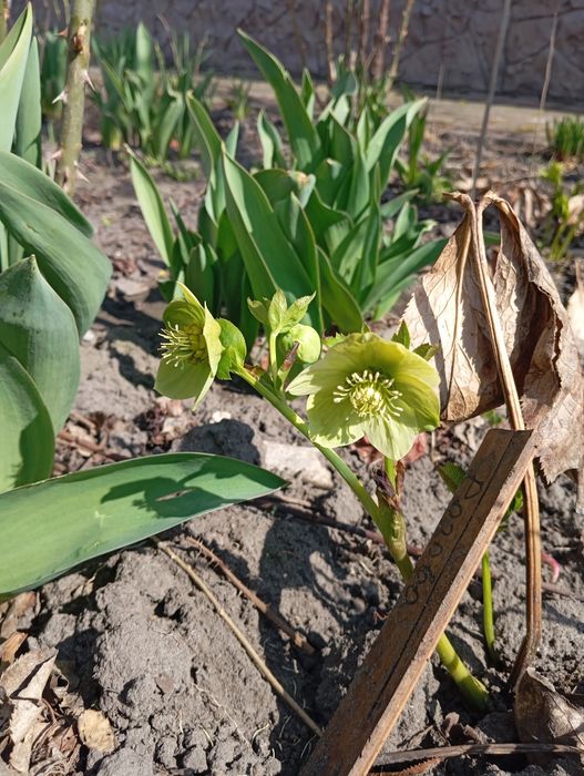 Весняний морозник
